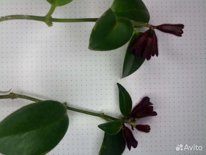 Эсхинантус Мона Лиза