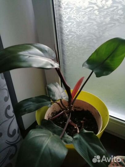 Филодендрон плющевидный краснеющий Red Emerald