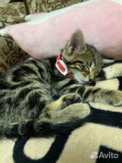 Бенгальская