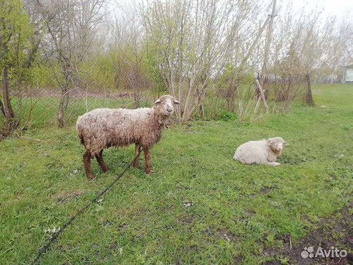 Овцы бараны