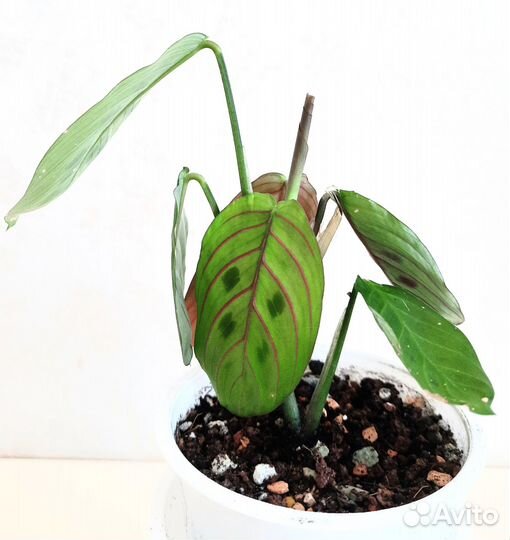 Фикусы и другие растения. Обновление