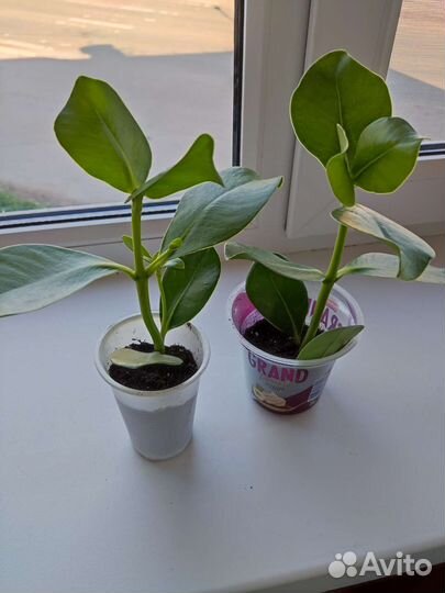 Комнатные цветы отростки