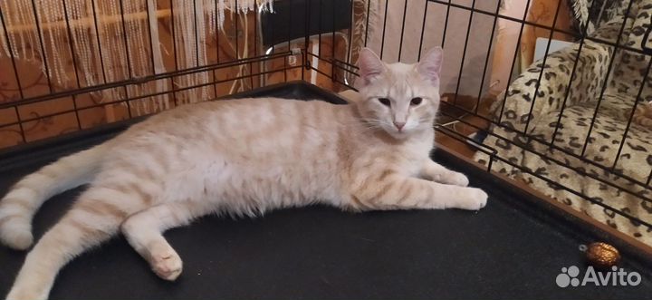 Котик Шурик ищет своих людей юдей и дом