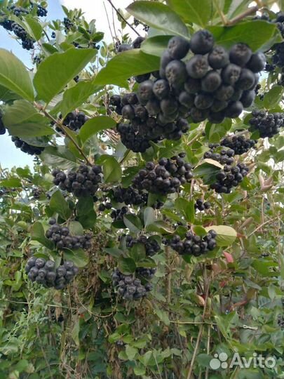 Черноплодная рябина