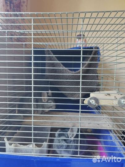 Семья 2 шиншиллы с клеткой