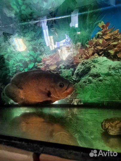 Астронотус