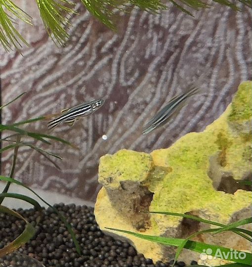 Аквариумные рыбки данио рерио