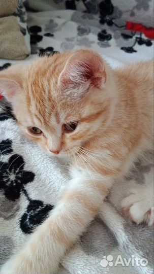 Рыжий котик