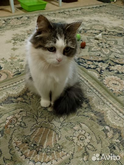 Пуша ищет дом