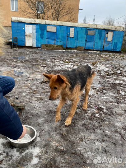 Оззи ищет дом