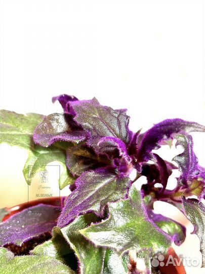 Гинура, неприхотливые, домашние растения