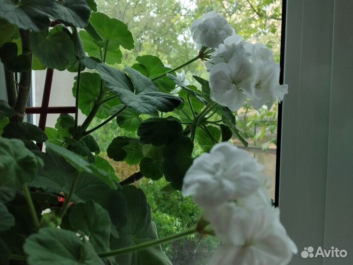 Пеларгония\Герань. В продаже до субботы