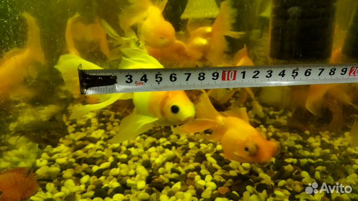 Рыбки золотые