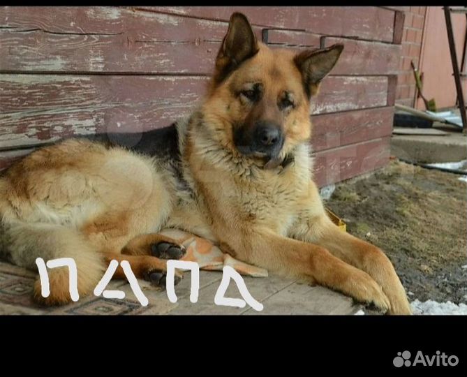 Щенки немецкой овчарки. Девочка