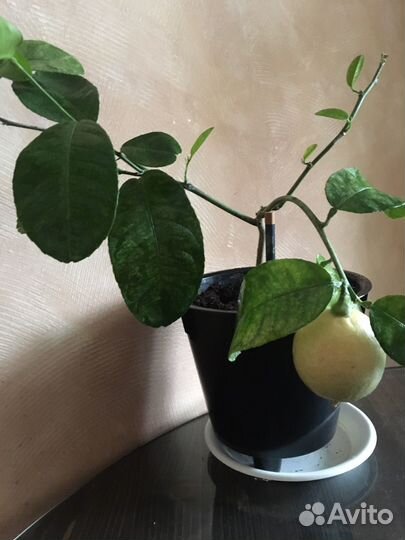 Лимон плодоносящий