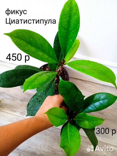 Сортовые фикусы. Часть 2