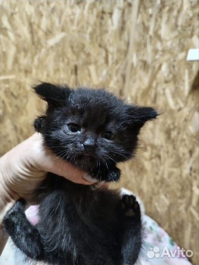 Красивые котята ищут дом