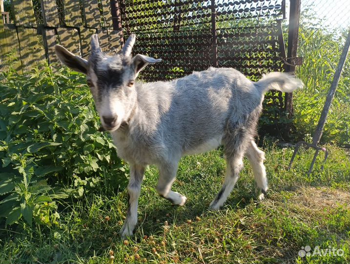 Продам козлика