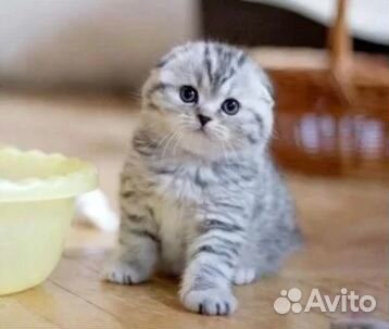 Котенок породы вислоухой шиншиллы
