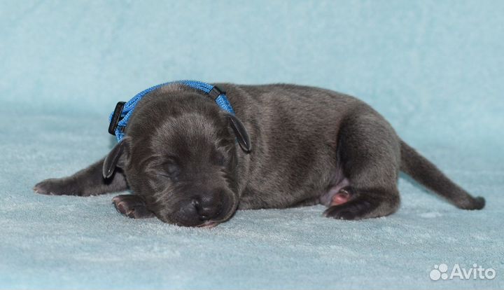 Щенок прайтер