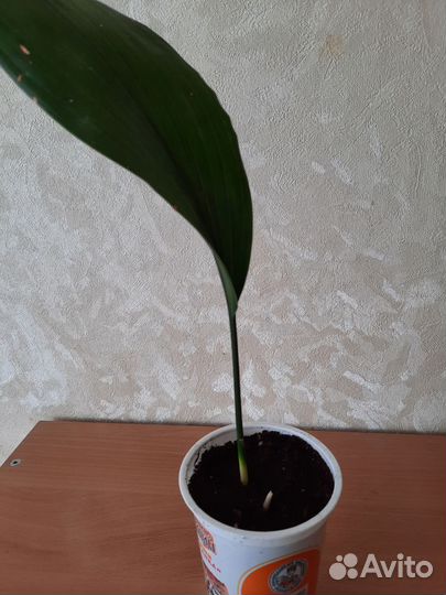 Аспидистра