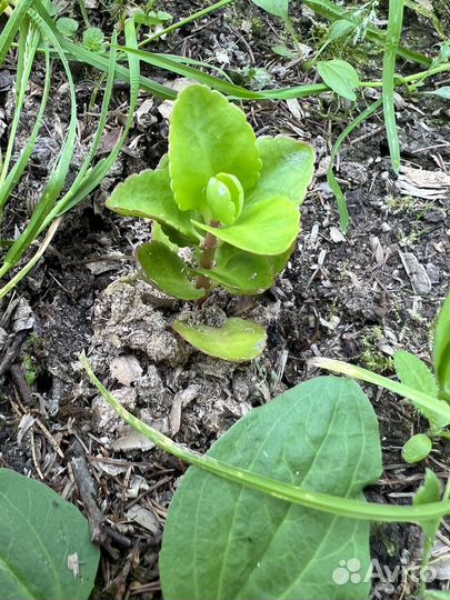 Красный каланхоэ (рассада)