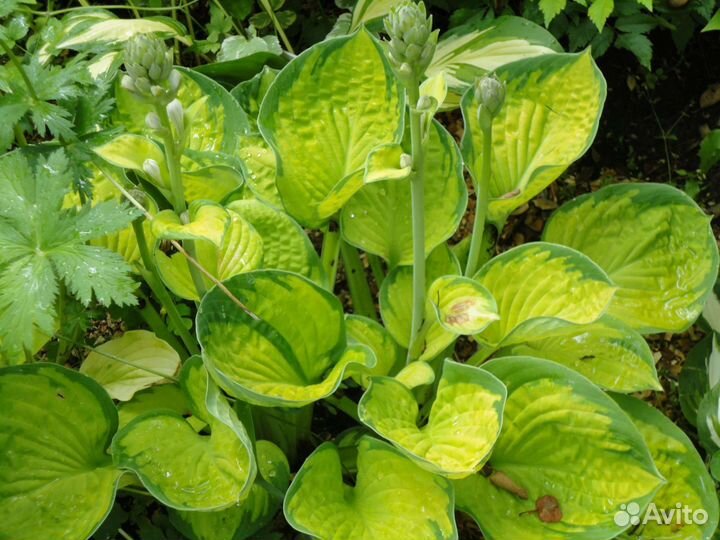 Хоста цветы