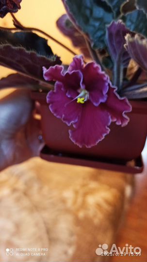 Фиалка темно-бордовая с белой каймой