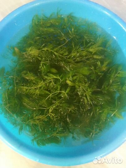 Водоросли для аквариума