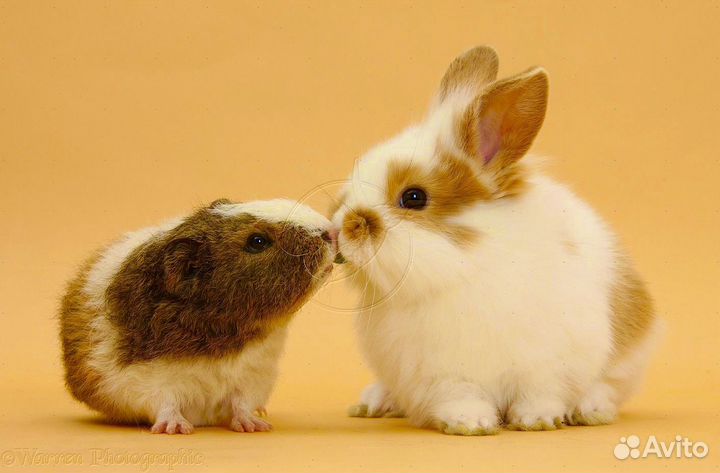 Напрокат с клеткой кролик или свинка