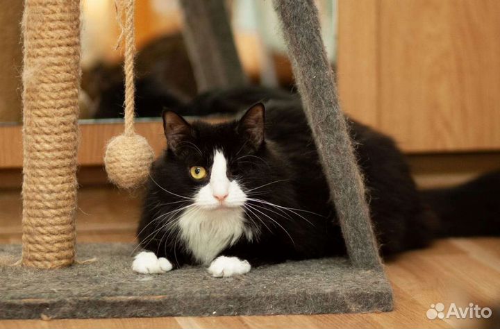 Пушинка 2 года