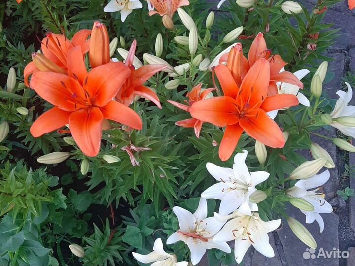 Лилия тигровая