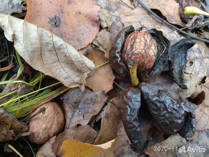 Саженцы грецкого ореха, черешни и алычи
