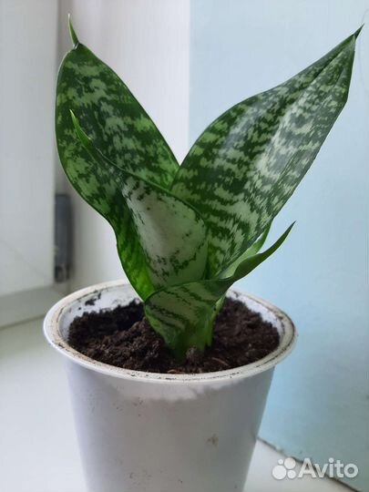 Сансевиерия Компакта