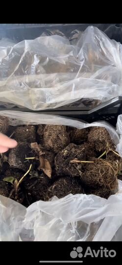 Рассада клубники