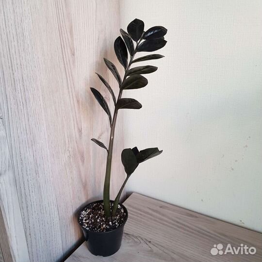 Комнатные цветы 38