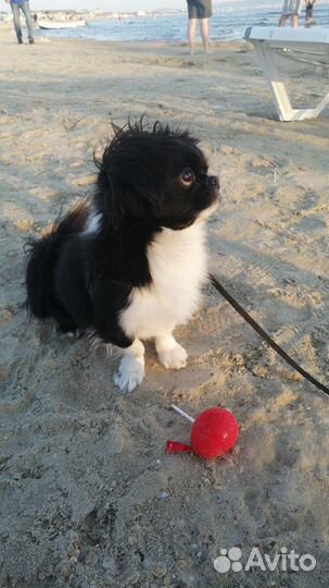 Пекинес мальчик