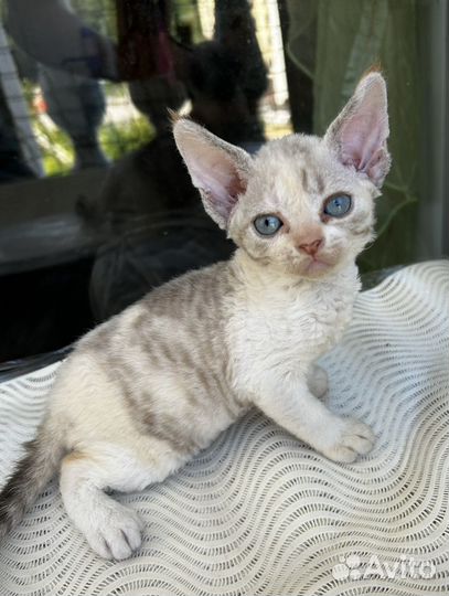 Котята девон-рекс