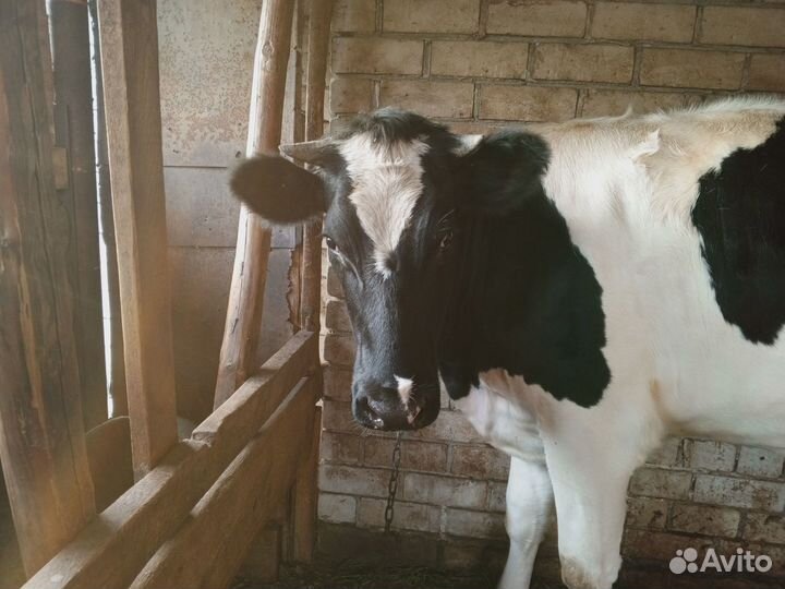 Продаётся телка