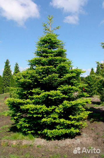 Семена пихты корейской
