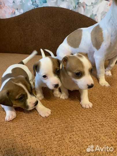 Джек рассел терьер