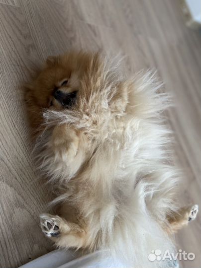 Передержка маленьких собак