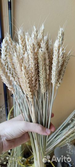 Колосья пшеницы от 10шт