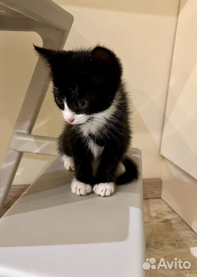 Котенок