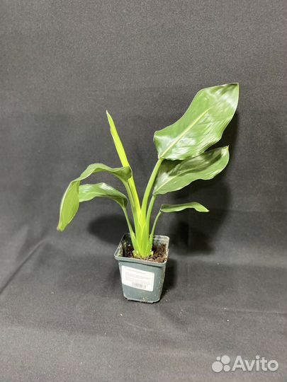 Стрелиция Регина 9/35