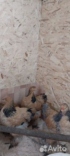 Продам петушка Брама