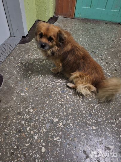 Отдам в добрые руки