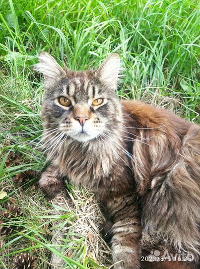 Домашний кот