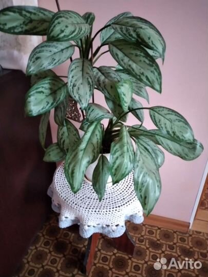 Аглоонема Мария кристина