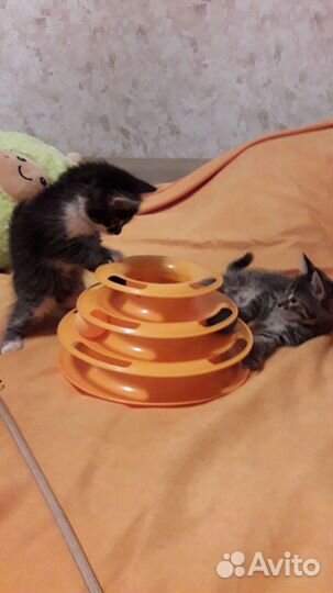 Котята в добрые руки бесплатно